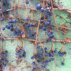 Meet your Posher, Ekaterina